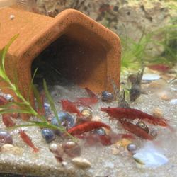 TOY Cherry Shrimp TOY