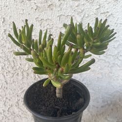 1 Gallon Pot Succulent Plant - Crassula Ovata  Druce - Gollum Jade - Rooted & Established - Drought Resistant 🪴 