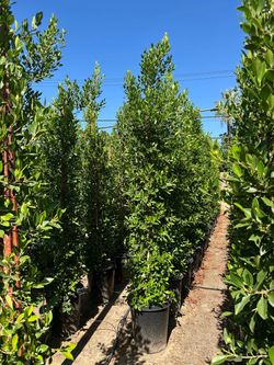 Ficus Nitida Indian Laurel privacy hedge