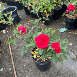 Big Rose Bush 5gallon