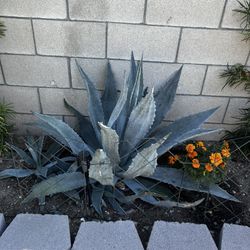 Blue Agave Plants 