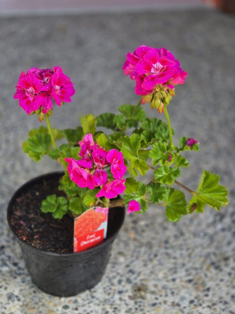 Geranium Flower Plant Live