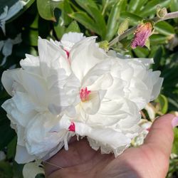 White peony