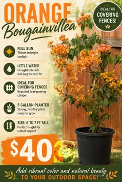 Orange bougainvillea  🪴🌿🌼