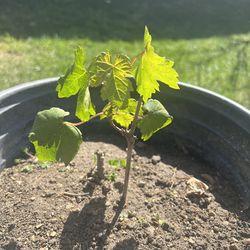 Red Grapes Tree Plant For $20 And Rose Flowers For $10 Both For $25