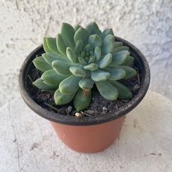 4 Inch Pot Succulent Plant - Rare Sedeveria - Lilac Mist - Rooted & Established - Drought Resistant 🪴 