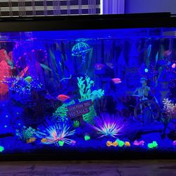 Fish Aquarium