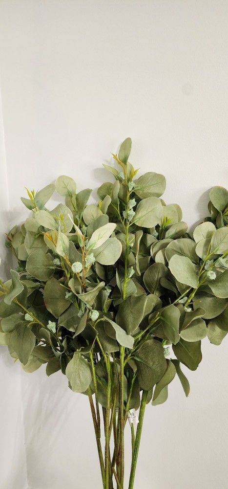 Zgallerie Eucalyptus