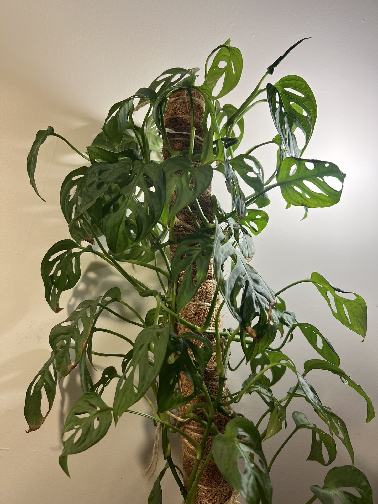 Monstera Plant In Pot