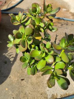 Jade Plant