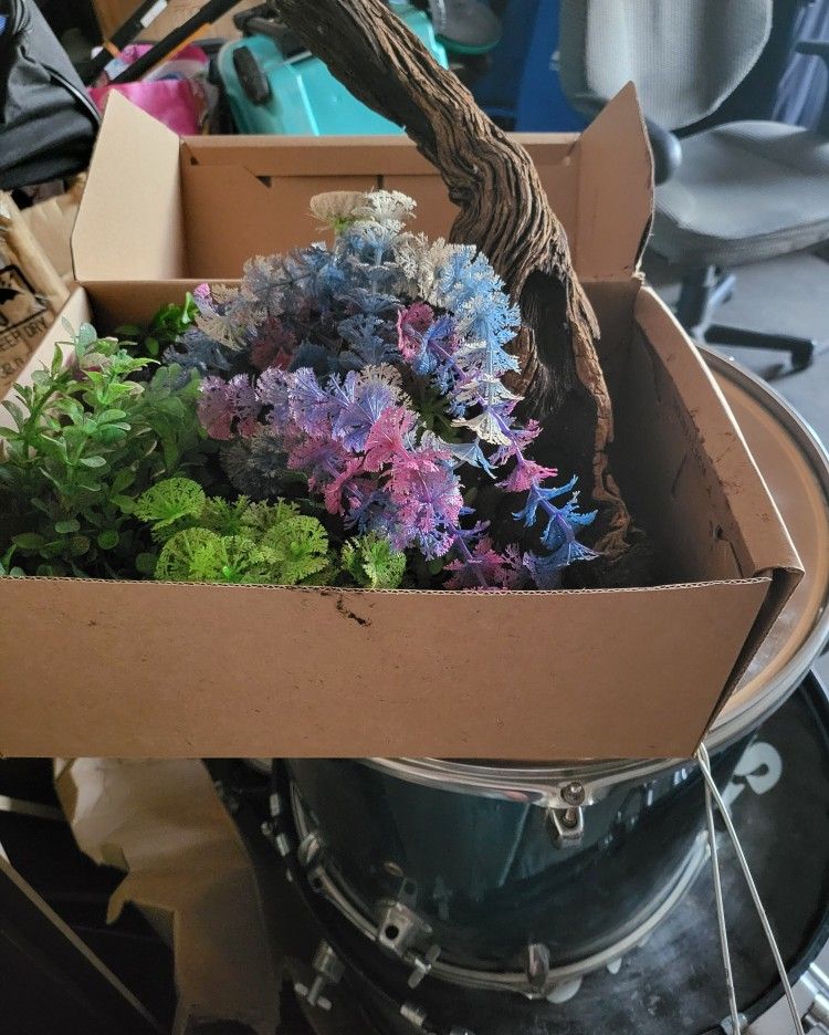 Aquarium Plants and Filter