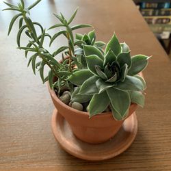 Assorted succulents - 4” Terra Cotta Pot
