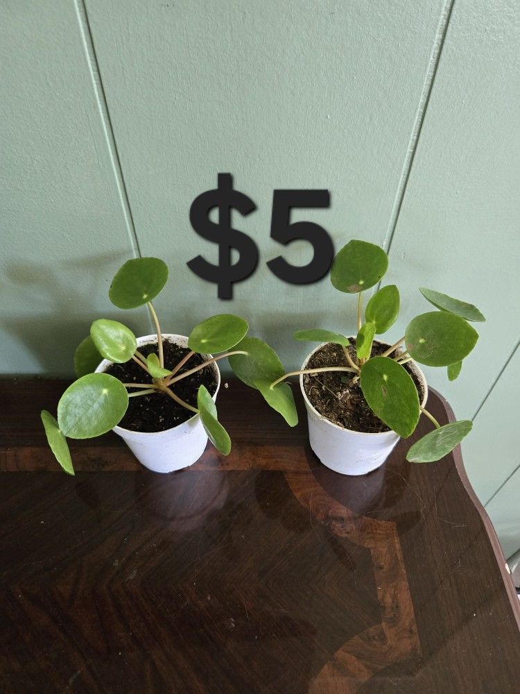 Chinese Money Plants