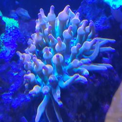Bubble tip anemone