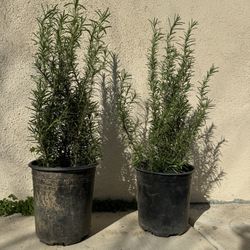 Rosemary Plant 
