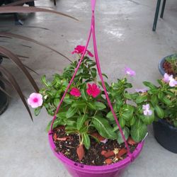 Plants For Sale 2 Dollars and up.