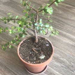 Jade Plant
