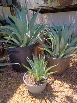 Home Grown Dwarf Agaves