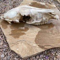 Burro Skull