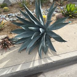 Free Huge Agave plant