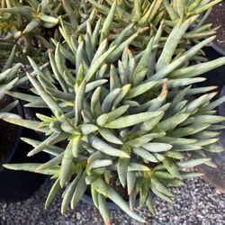 Aloe Ramosissima In 5 Gallon Pots $90 Each 