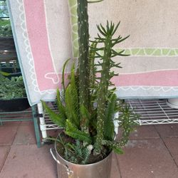 General Cactus