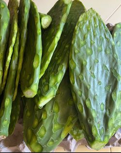 Nopales de venta mañana 06/06/26