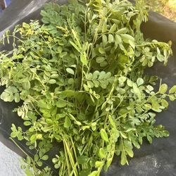 Fresh Moringa Leaves.  
