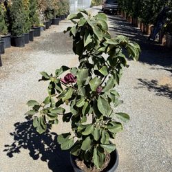 Magnolia “genie”