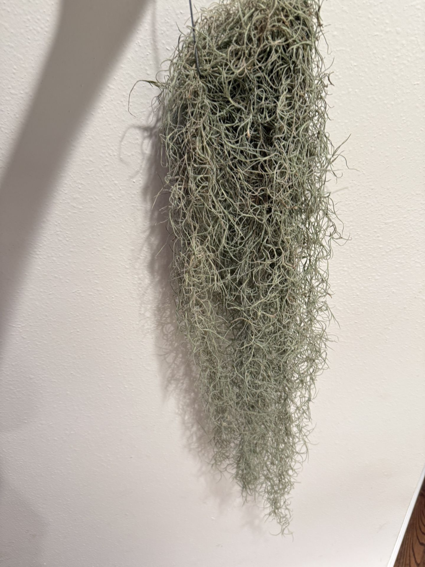 Air Plant Usneoides Bundle