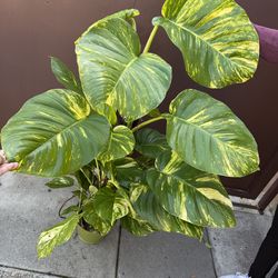 10” huge Hawaiian Pothos