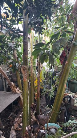 Planta de plátano