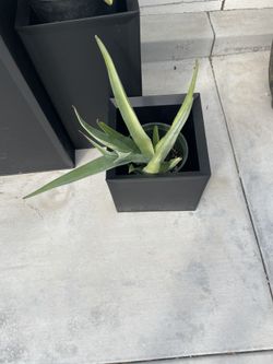 Blue Agave Young Large Variety 