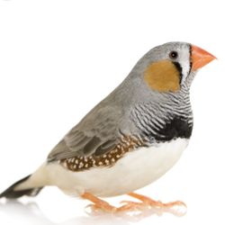 Zebra finches