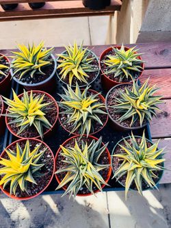 $30 each Haworthia spiral variegated