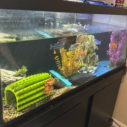 18 Fishes With Cleaner And Fish Tank 