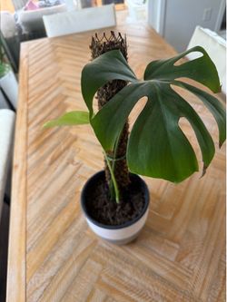 Monstera Starts