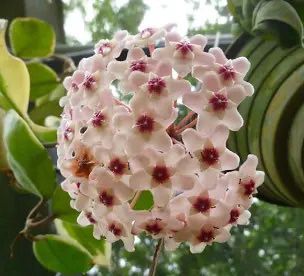  Tropical Plant. Hoya Carnosa In 5 Inch Pot. Flowers Are Fragrant!
