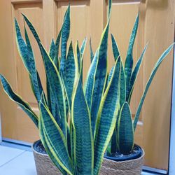 Snake Plants 🪴 $20 each