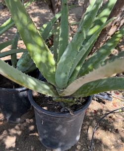 Free Aloe Vera