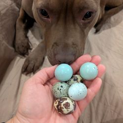 🥚🌿 Fresh Pasture-Roaming Quail Eggs, Nutrient-Dense & Ethically Raised