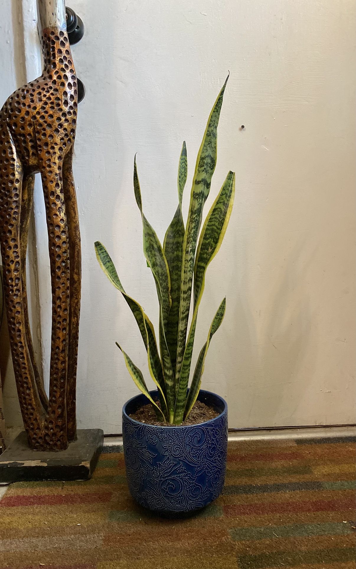 Indoor Mother-in-Law Or Snake Plant