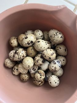 4 Dozen Quail Eggs