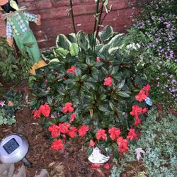 Red Impatiens
