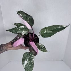 Philodendron Pink Princess Galaxy Plant 