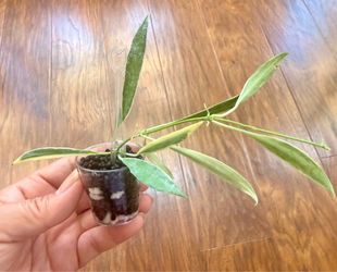 Hoya Tsangii Albo