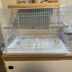 Cage Parrot 