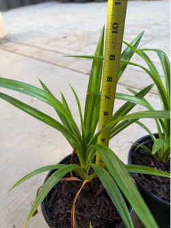 PANDAN Plants  (Lá Dứa) eating/cooking