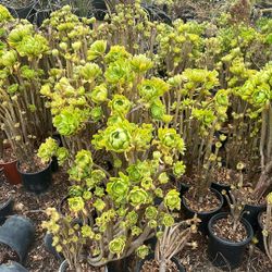 Aeonium arboreum