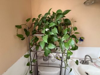 Pathos plants